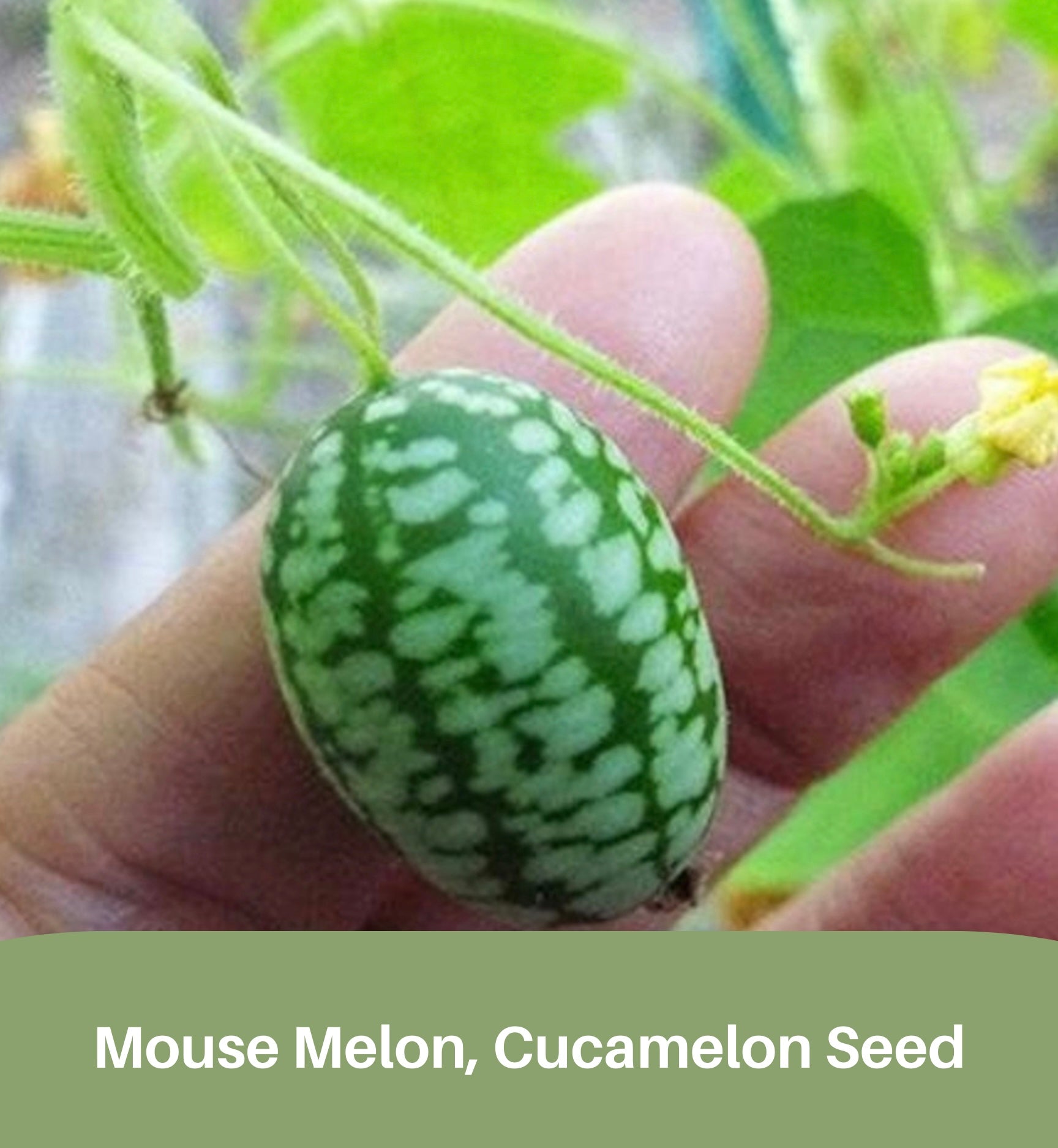 Growing Cucamelons: The Complete Mouse Melon Care Guide