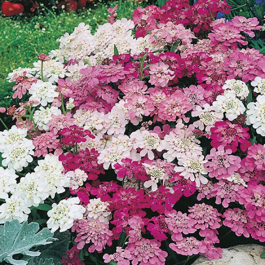 Candytuft Mix Flower Seeds