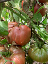 Load image into Gallery viewer, Heirloom Cherokee Purple Tomato Seeds
