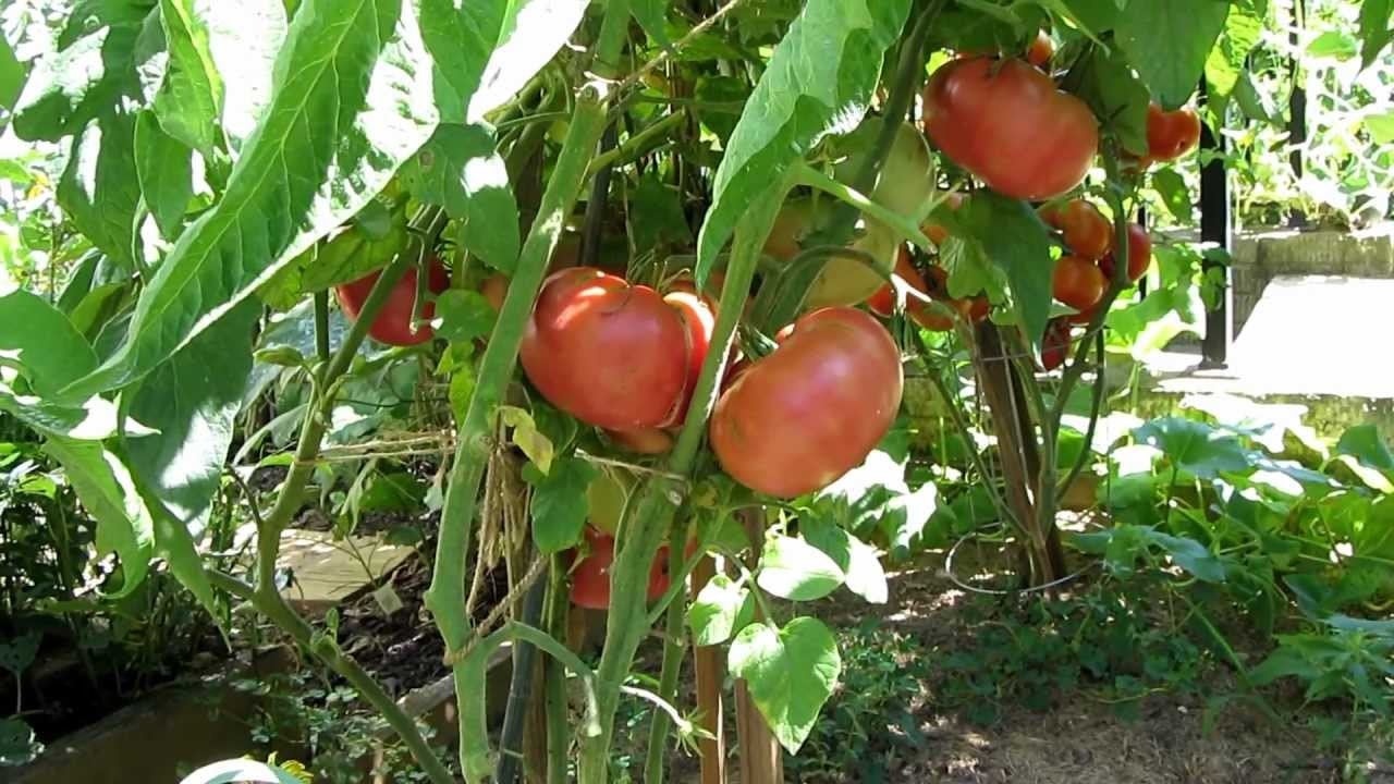 Tomato Seeds (Organic) - Brandywine Pink