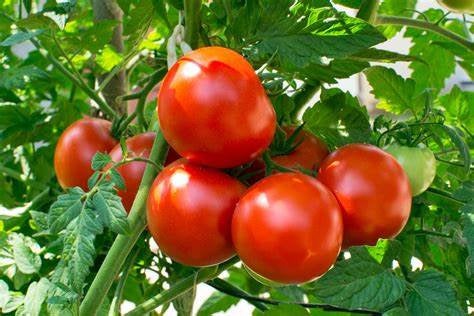 Heirloom Tomato Fireworks Seeds, Organic, Non Gmo, Good for Hot Climate