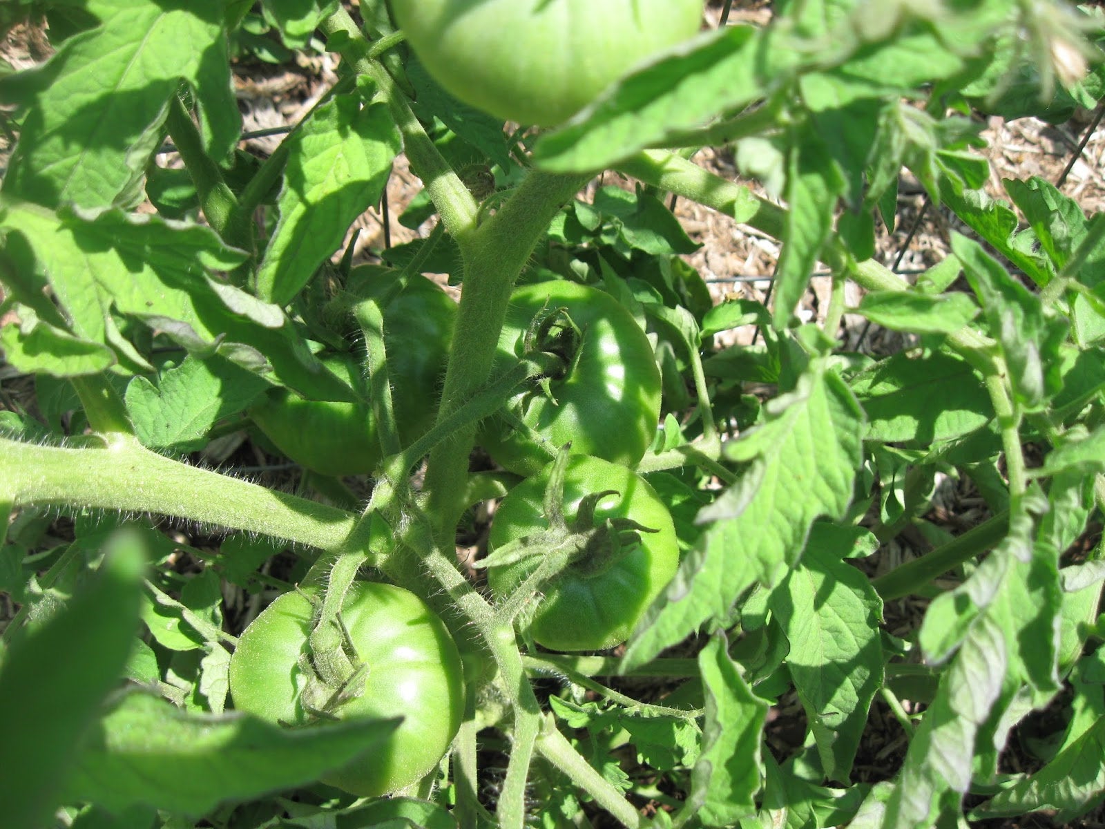 Organic Non-GMO Brandywine Tomato