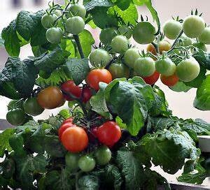 Heirloom Dwarf Tiny Tim Tomato Seeds